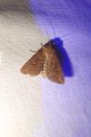 Mythimna albipuncta