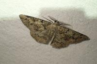 Cleorodes lichenaria