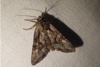 Lacanobia w-latinum