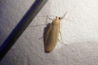 Wittia sororcula