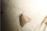 Acentria ephemerella