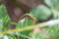Malacosoma