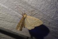 Idaea macilentaria