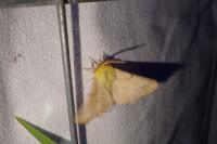 Ennomos alniaria