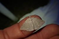 Pseudoterpna pruinata