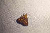 Pyrausta purpuralis