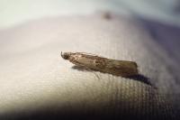 Nephopterix angustella