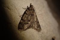 Aglossa pinguinalis