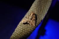 Oligia
