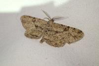 Peribatodes rhomboidaria rhomboidaria