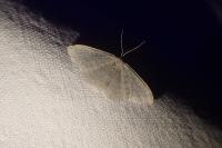 Idaea subsericeata