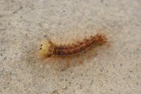 Lymantria dispar