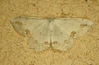 Scopula ornata