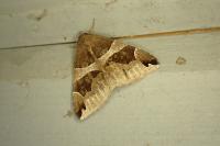 Dysgonia algira