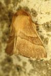 Malacosoma neustria