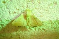 Malacosoma neustria