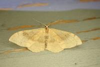 Idaea degeneraria