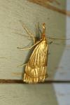 Chrysocrambus linetella