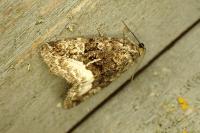 Deltote pygarga