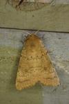 Hoplodrina octogenaria/blanda