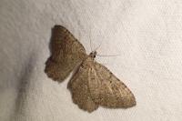 Philereme vetulata