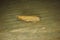 Oncocera semirubella
