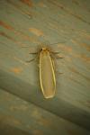 Katha depressa