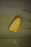 Cybosia mesomella