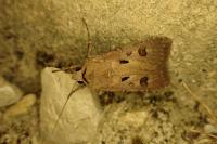 Agrotis exclamationis exclamationis