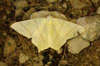 Ourapteryx sambucaria
