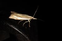 Crambus pascuella