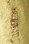 Dioryctria