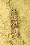 Dioryctria