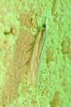 Crambus pascuella