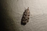Scoparia pyralella/ingratella