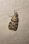 Scoparia pyralella/ingratella