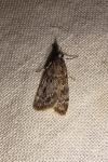 Scoparia ambigualis/basistrigalis