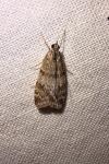 Scoparia ambigualis/basistrigalis