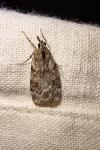 Scoparia ambigualis/basistrigalis
