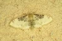 Idaea filicata