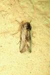 Calophasia platyptera