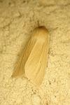 Mythimna pallens