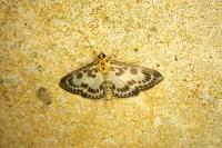 Anania hortulata