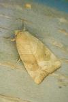 Cosmia trapezina