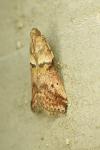 Acrobasis consociella