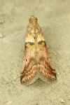 Acrobasis consociella
