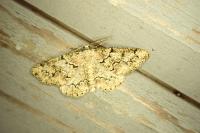 Cleorodes lichenaria