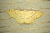 Idaea deversaria