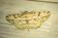 Peribatodes rhomboidaria rhomboidaria
