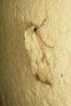 Apamea lithoxylaea